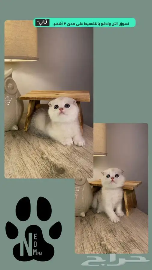 سكوتش فولد قطط صغيره كيتن هملايا شيرازي انثى ذكر بسه قطه قط 1