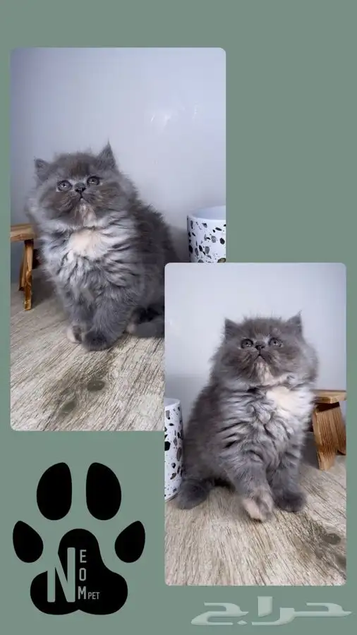 سكوتش فولد قطط صغيره كيتن هملايا شيرازي انثى ذكر بسه قطه قط 6