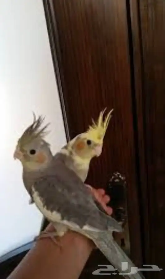 كروانات اليفه جميع الالوان 1