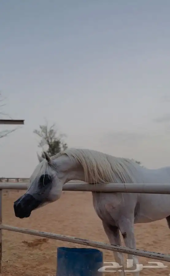 اسطبل خيل وافحل فاخرة لتشبية 3