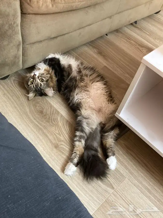 اوتيل قطط جدة و طيور 8