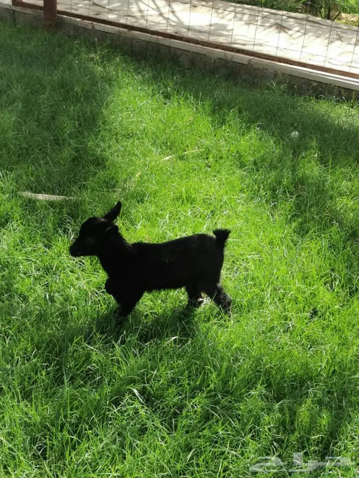 الماعز القزم ماعز قزم 23