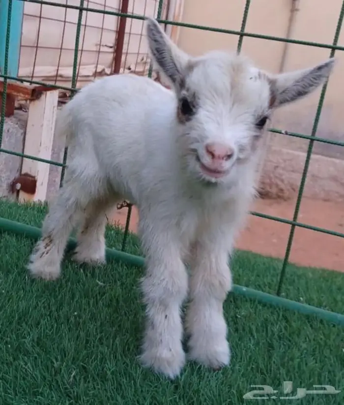 الماعز القزم ماعز قزم 15