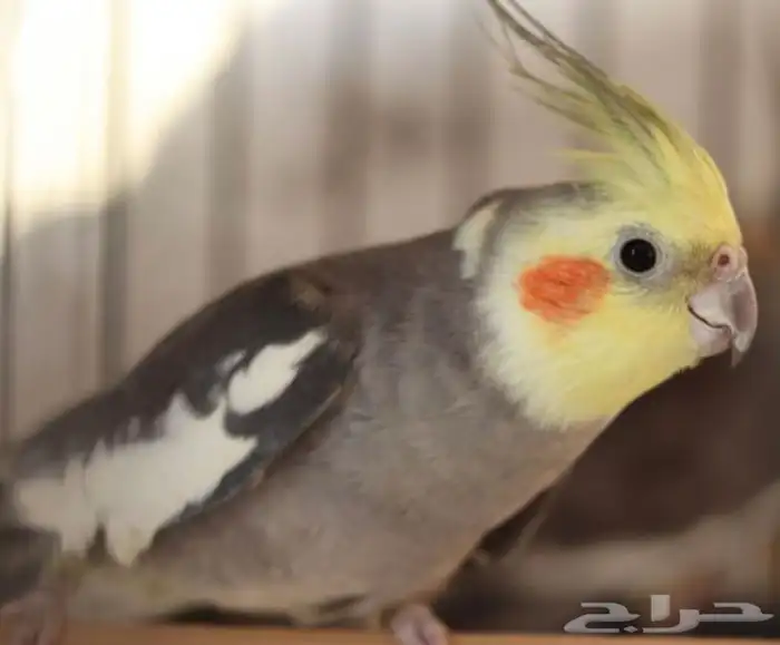 كروانات اليفه جميع الالوان 0