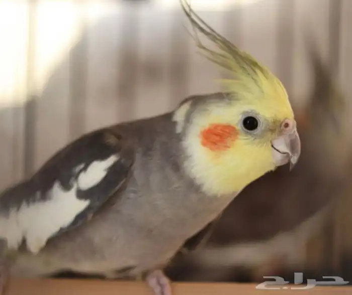 كروانات اليفه جميع الالوان 2