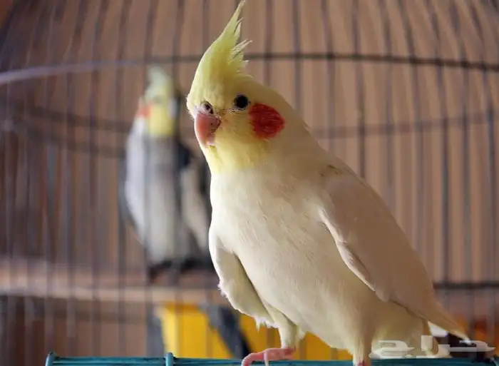 كروانات اليفه جميع الالوان 3