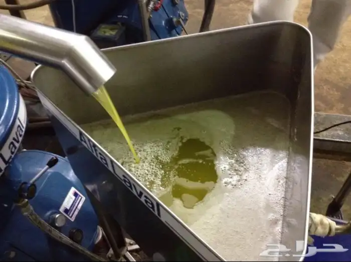 زيت زيتون بسيطا معصرة الجريد عصرة جديدة 1447ه 18