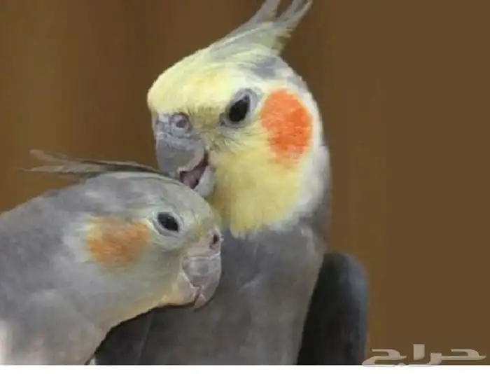 كروانات اليفه جميع الالوان 4