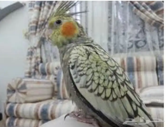 كروانات اليفه جميع الالوان 5