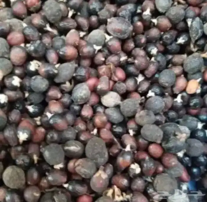 بذور واشنطونيا 0
