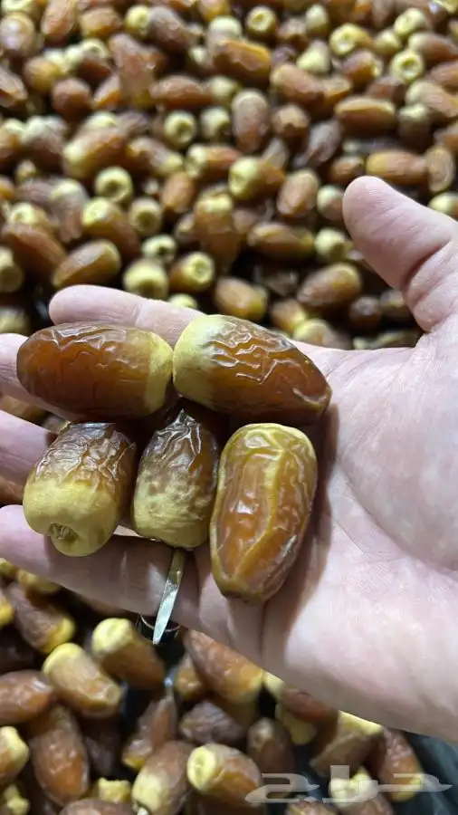 تسويق جميع انواع التمور 3