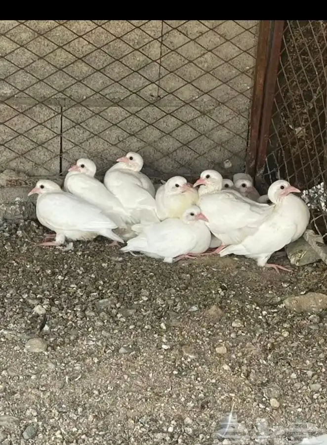 زغاليل حمام فرنسي جامبو 2