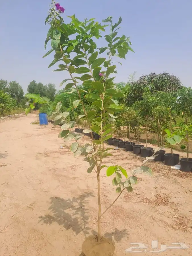 مشاتل التكامل الخضراء الزراعيه 3