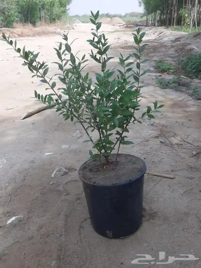 مشاتل التكامل الخضراء الزراعيه 2