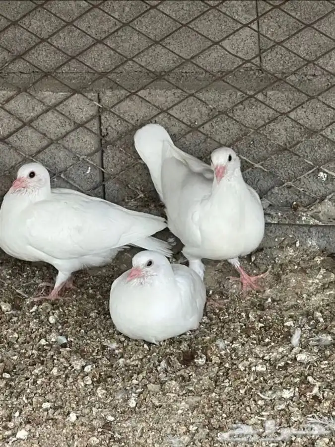 زغاليل حمام فرنسي جامبو 1