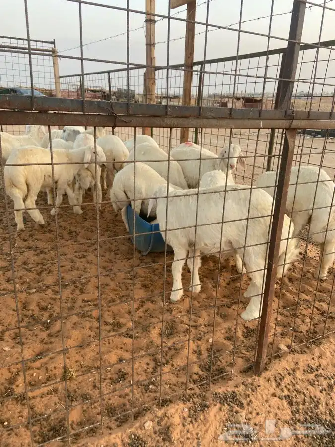 ذبايح وتوصيل مجانا 1