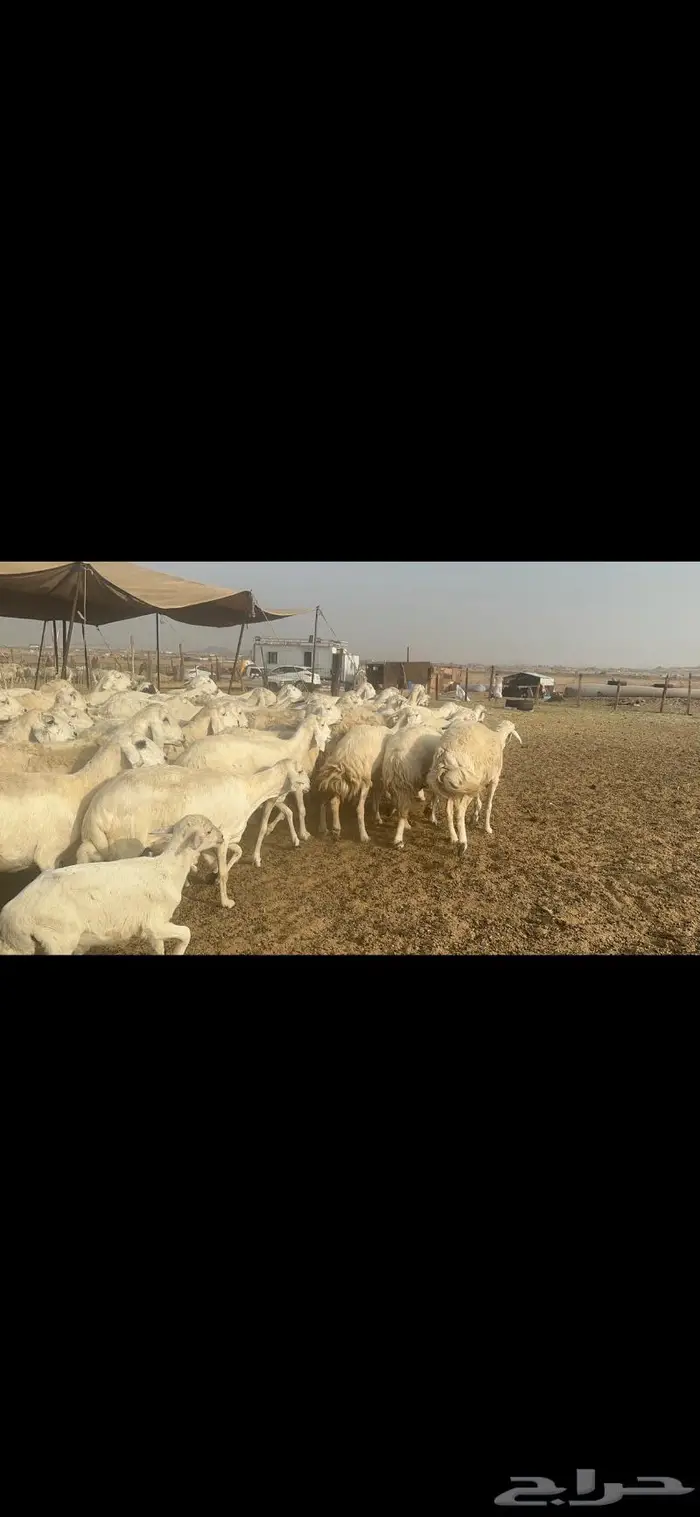 غنم حرية مراح نضيف طيب 95 تحتها 5 بلفحل 0