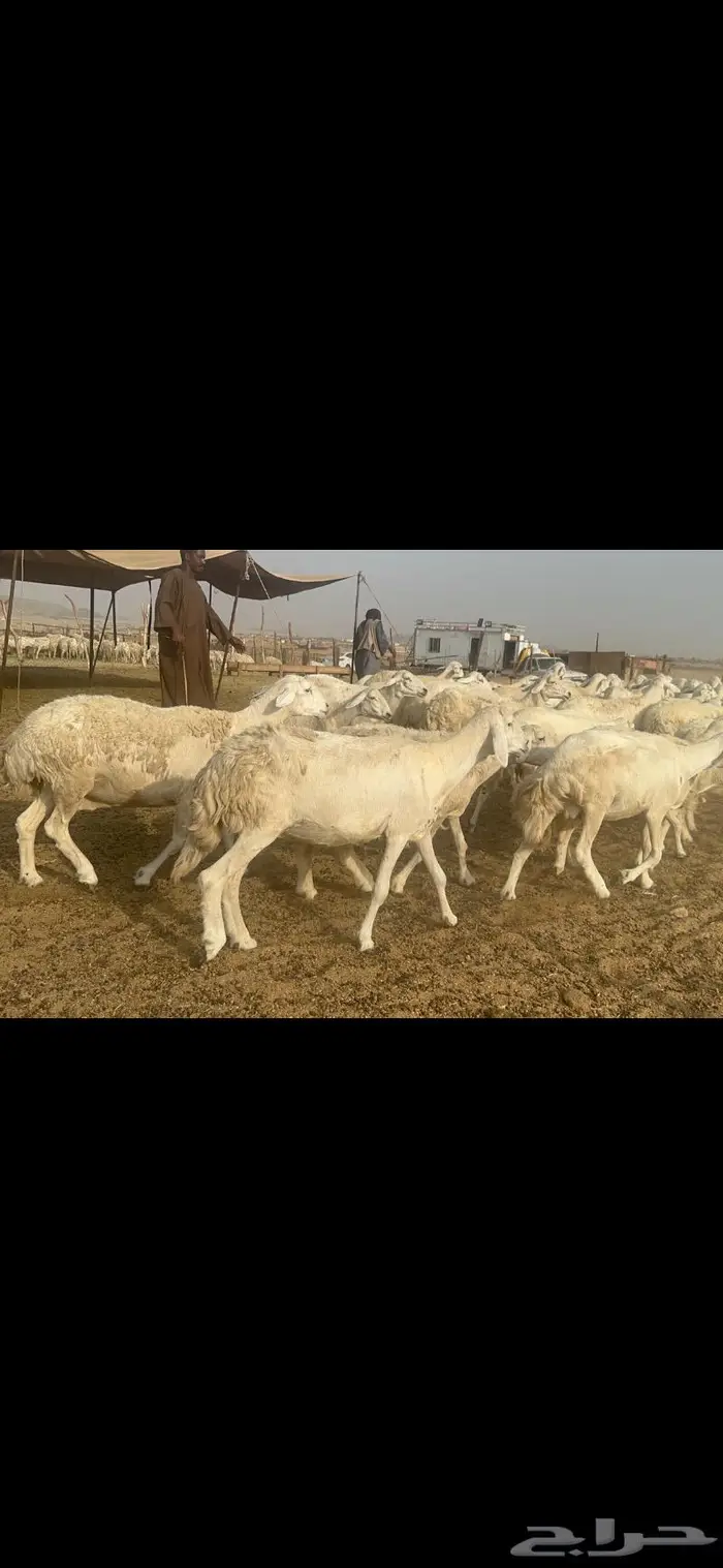 غنم حرية مراح نضيف طيب 95 تحتها 5 بلفحل 3