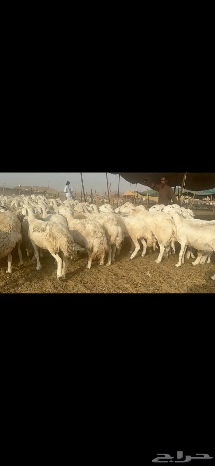 غنم حرية مراح نضيف طيب 95 تحتها 5 بلفحل 2