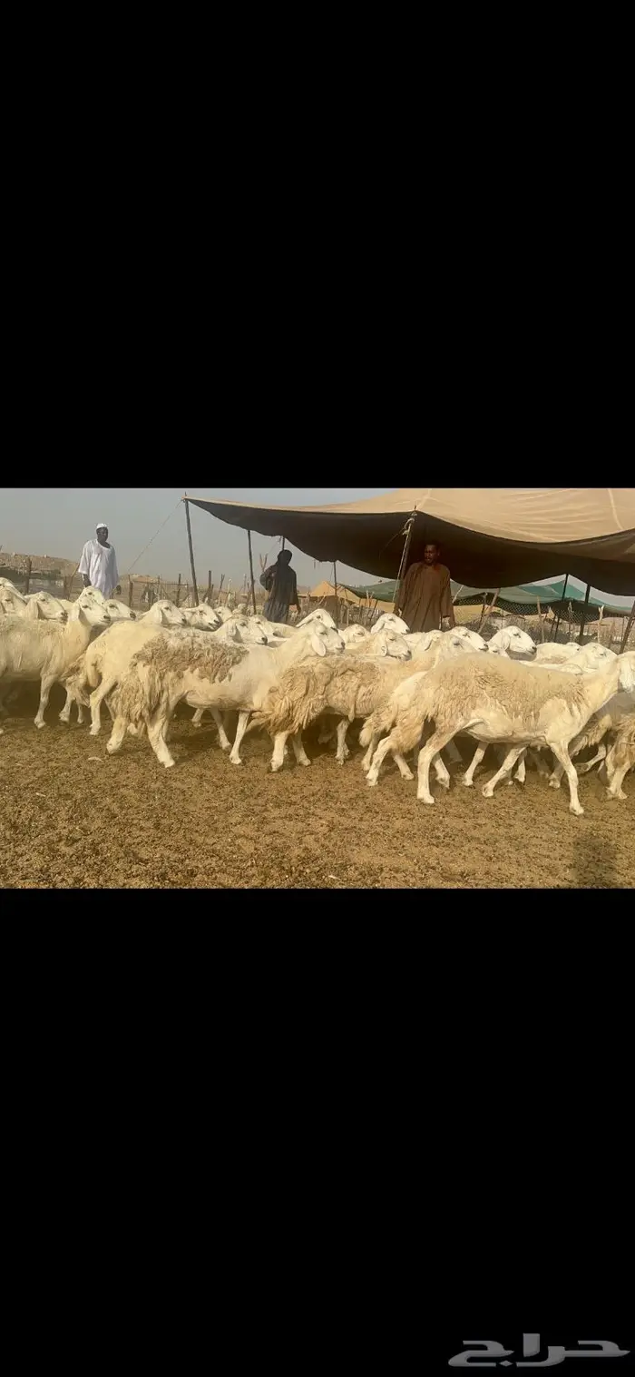 غنم حرية مراح نضيف طيب 95 تحتها 5 بلفحل 4
