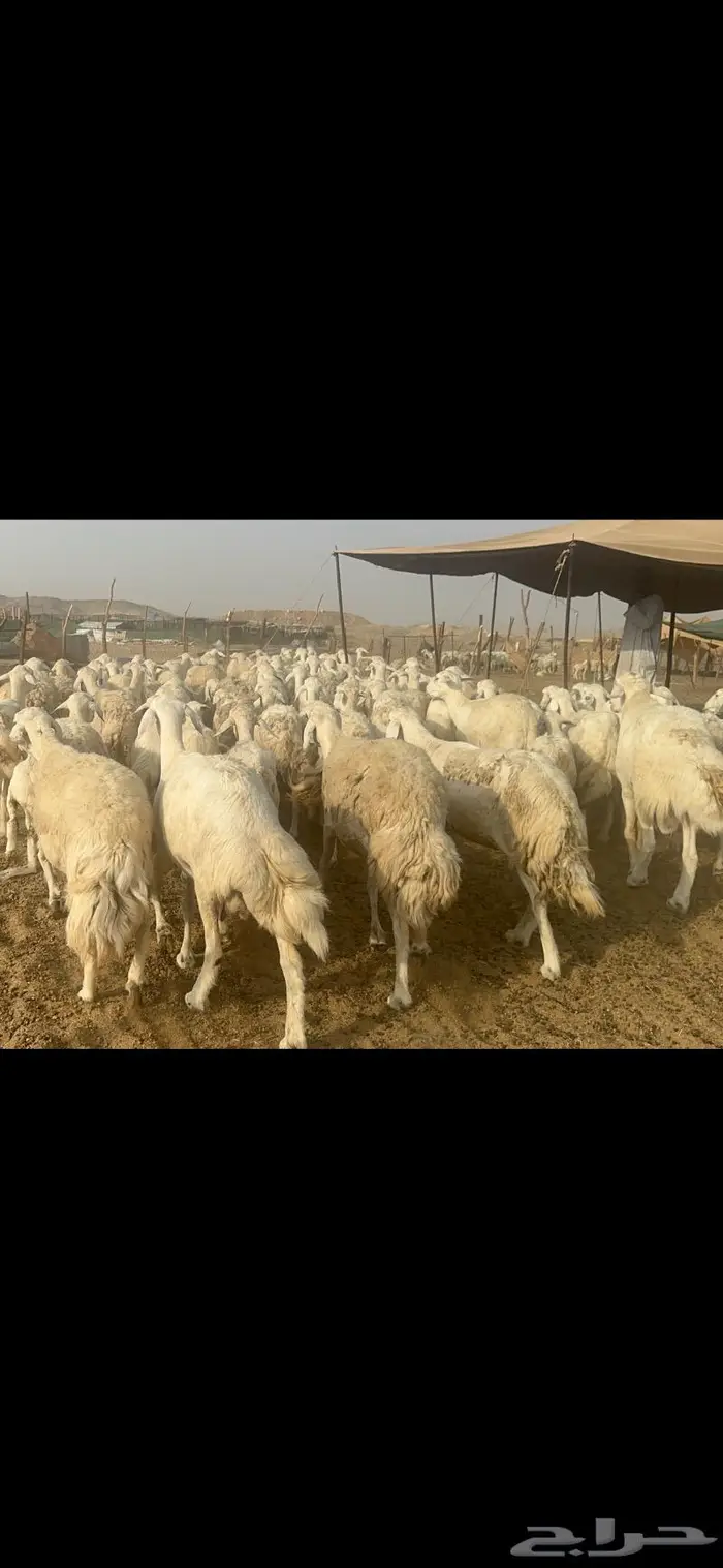 غنم حرية مراح نضيف طيب 95 تحتها 5 بلفحل 6