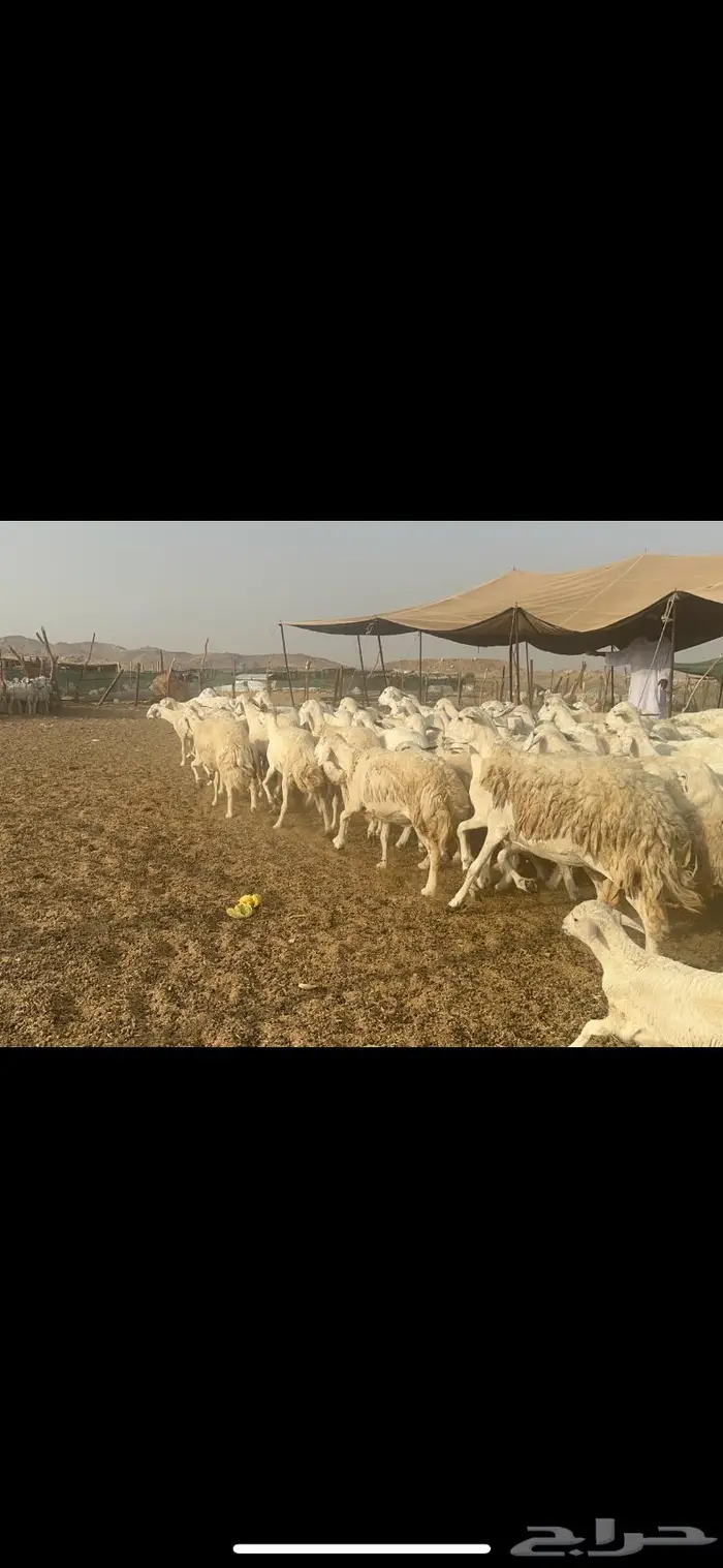 غنم حرية مراح نضيف طيب 95 تحتها 5 بلفحل 7