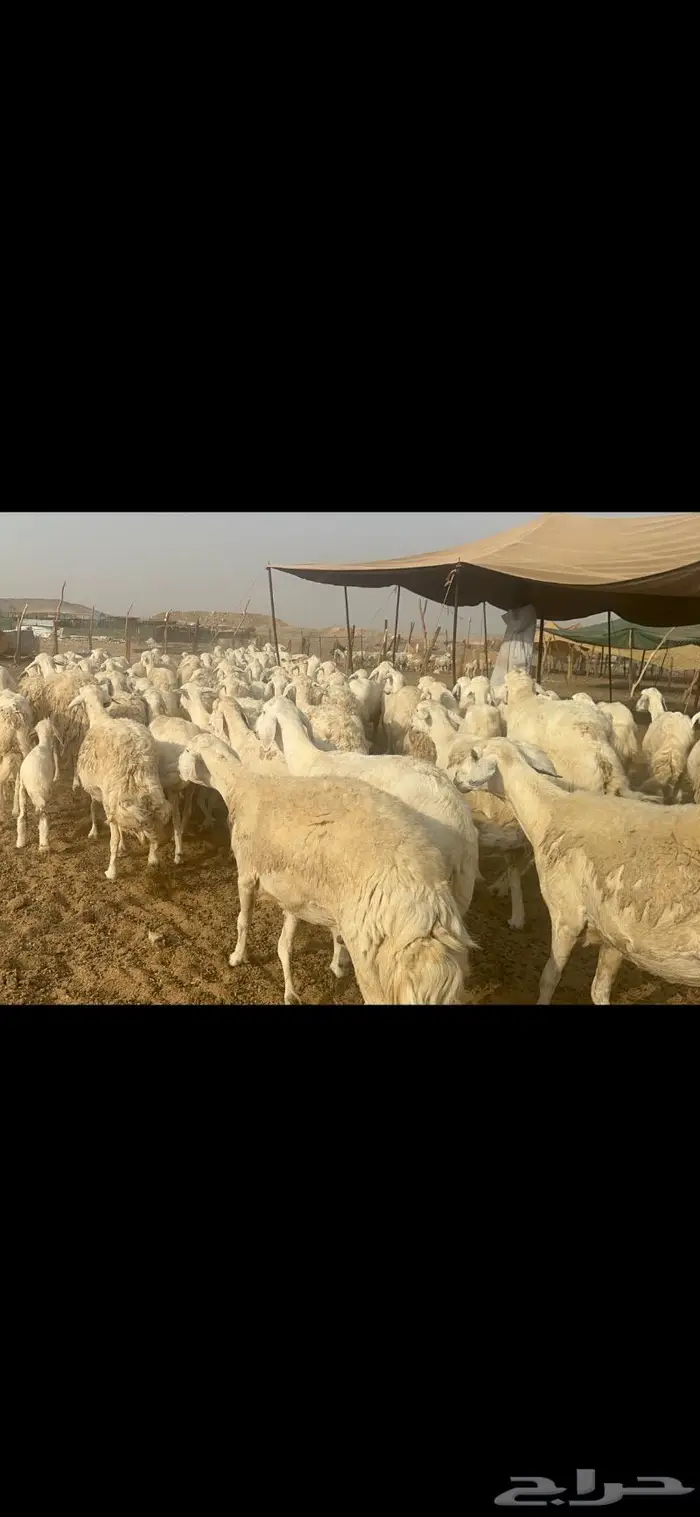 غنم حرية مراح نضيف طيب 95 تحتها 5 بلفحل 5