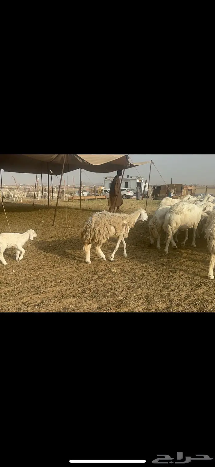 غنم حرية مراح نضيف طيب 95 تحتها 5 بلفحل 8