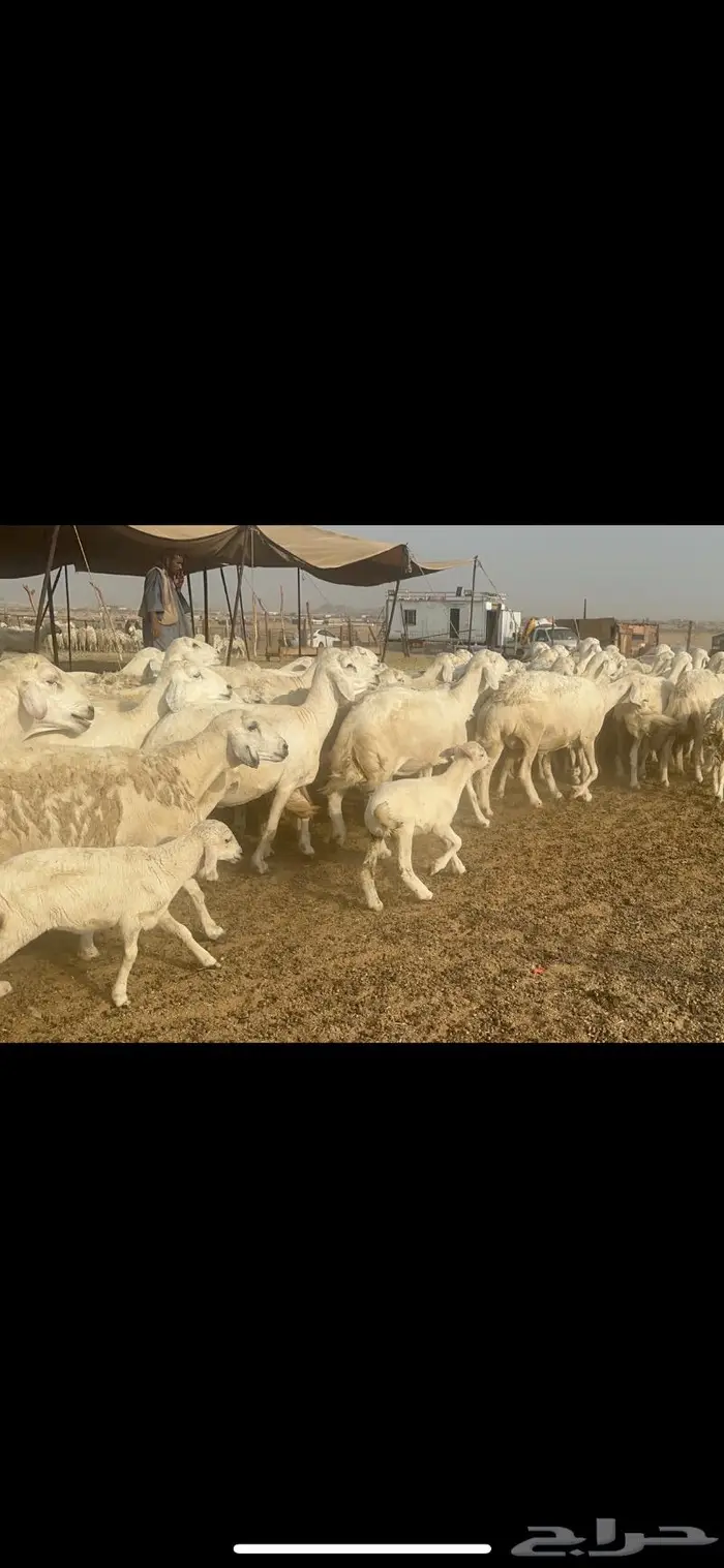 غنم حرية مراح نضيف طيب 95 تحتها 5 بلفحل 9