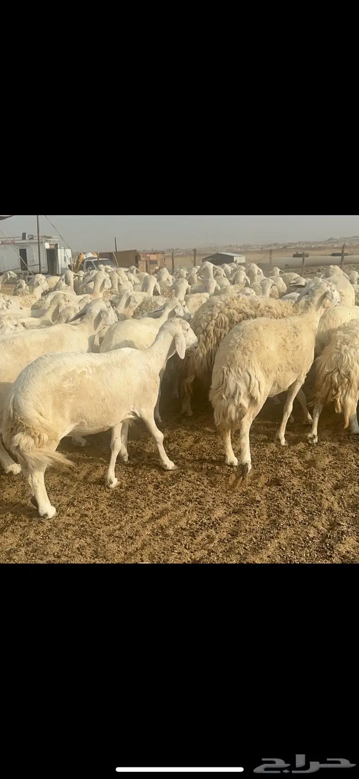 غنم حرية مراح نضيف طيب 95 تحتها 5 بلفحل 10