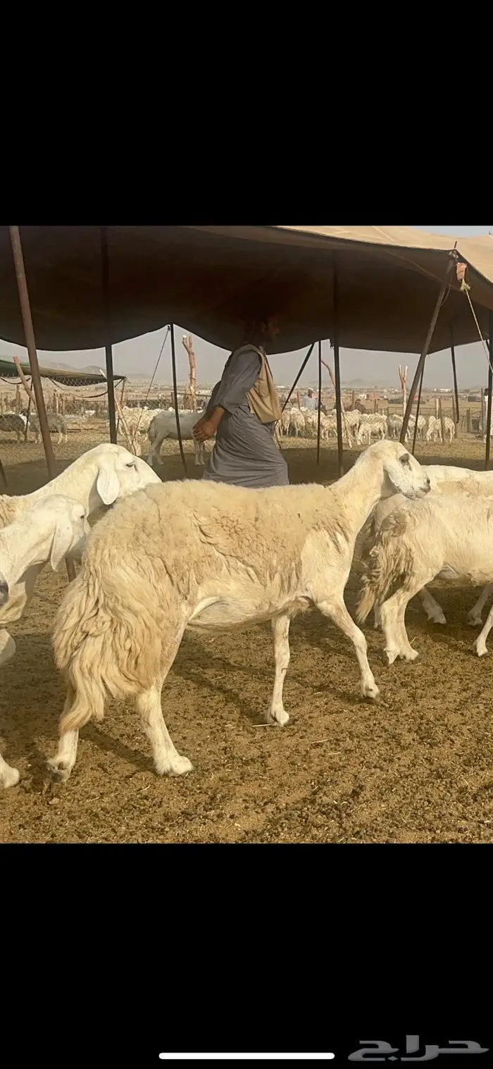 غنم حرية مراح نضيف طيب 95 تحتها 5 بلفحل 11