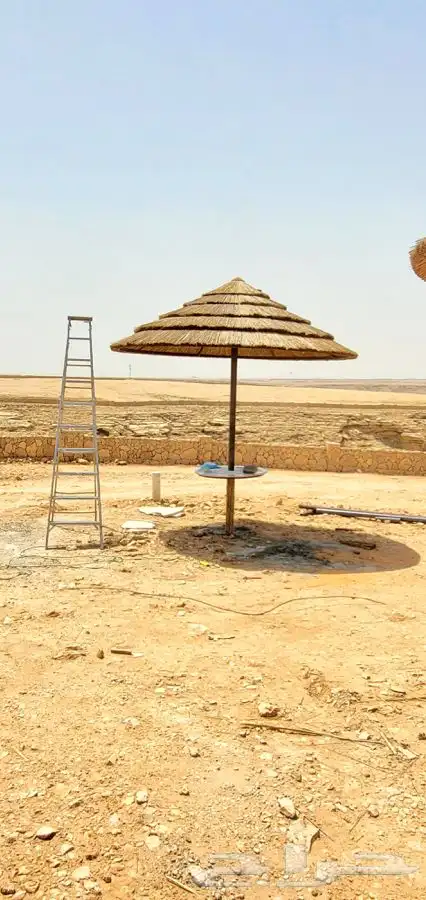 خيزران وبامبو 0
