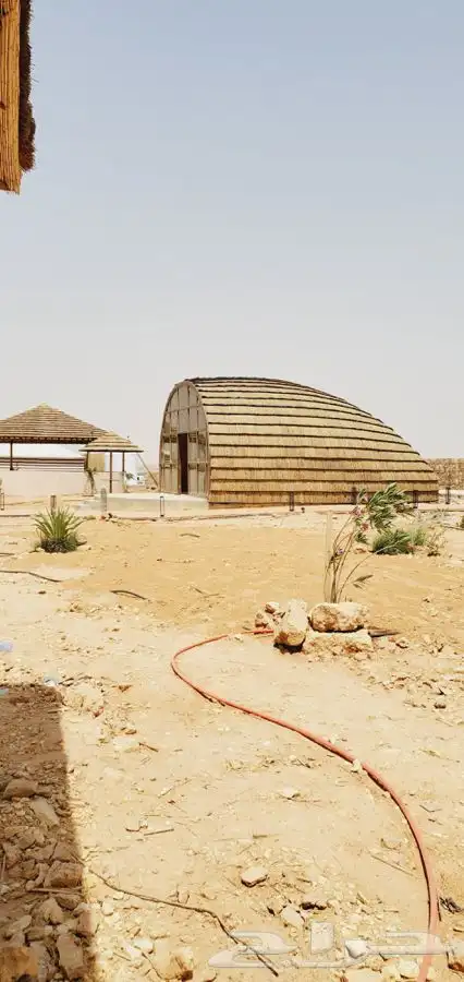 خيزران وبامبو 2