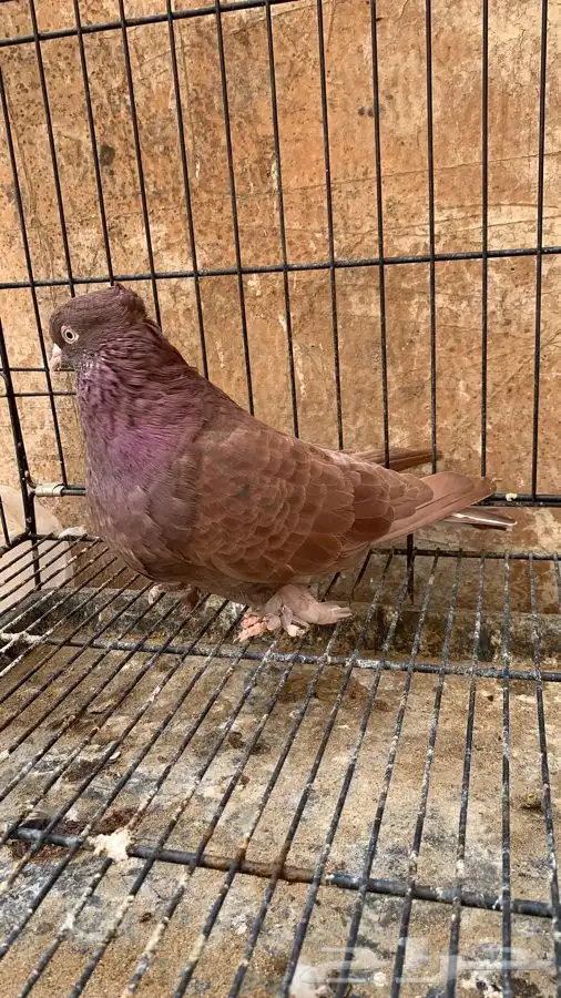 حمام ايراني قلاب ارض 2