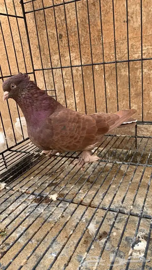 حمام ايراني قلاب ارض 3