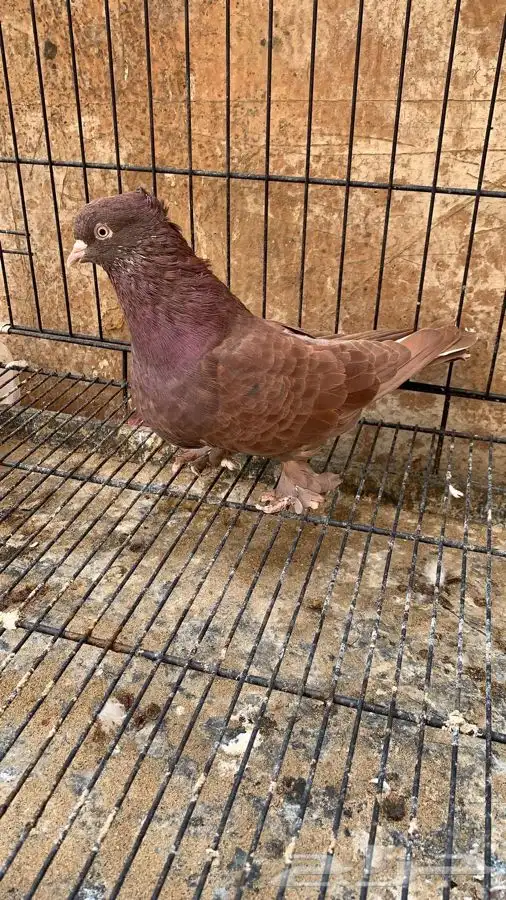 حمام ايراني قلاب ارض 1