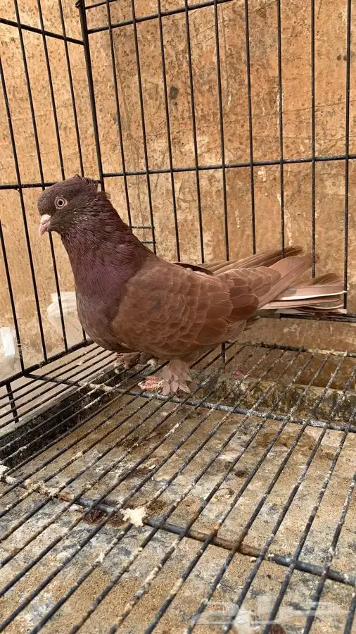 حمام ايراني قلاب ارض 0