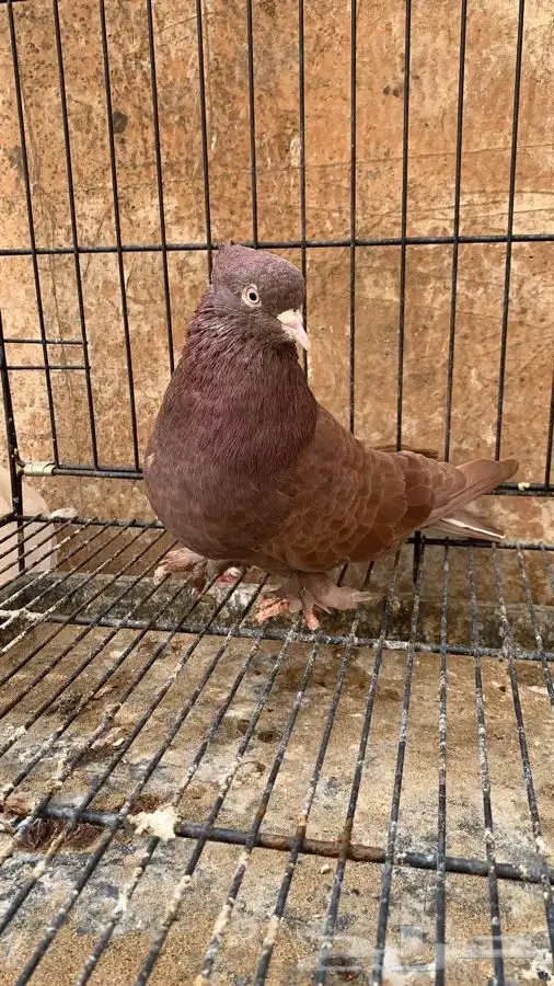 حمام ايراني قلاب ارض 5