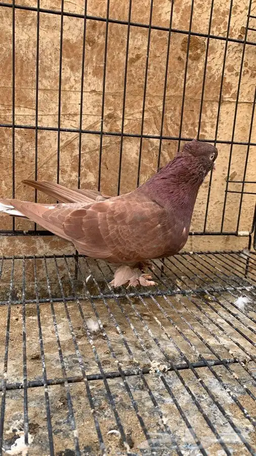 حمام ايراني قلاب ارض 4