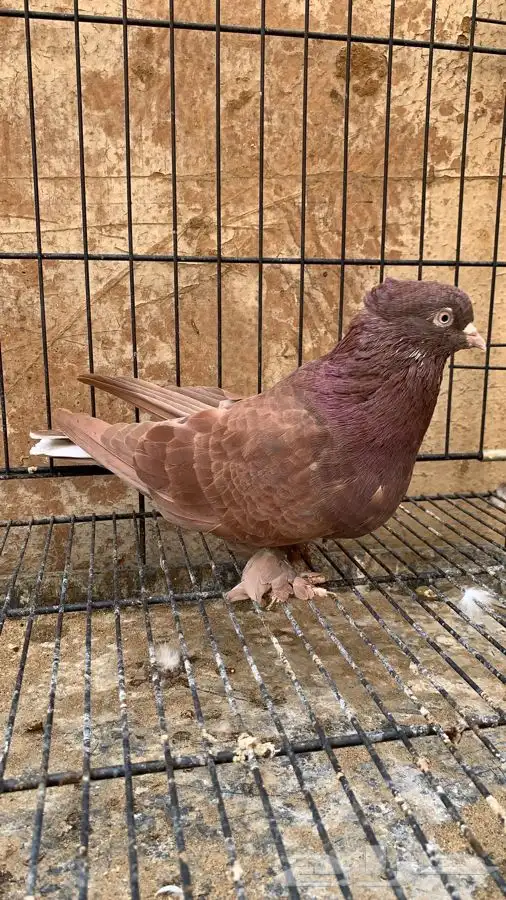 حمام ايراني قلاب ارض 6