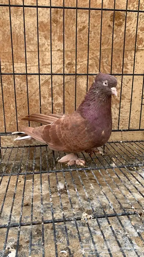 حمام ايراني قلاب ارض 7