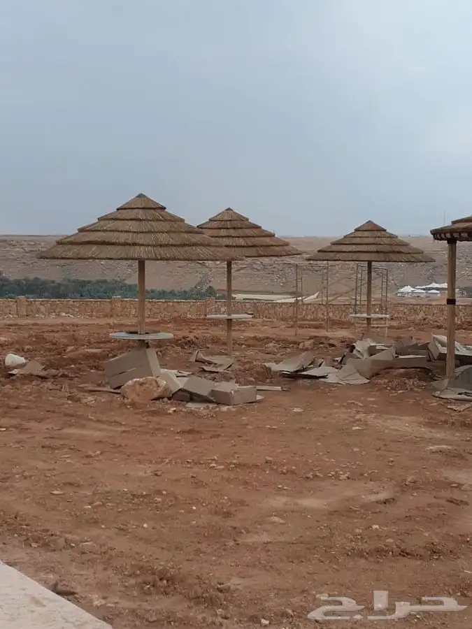 خيزران وبامبو 28