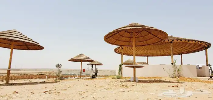 خيزران وبامبو 1