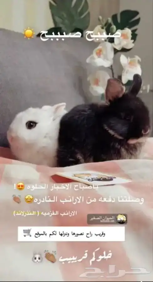 ارانب الانقورا متوفر تمارا 3