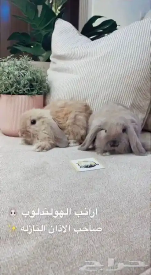 ارانب الانقورا متوفر تمارا 7