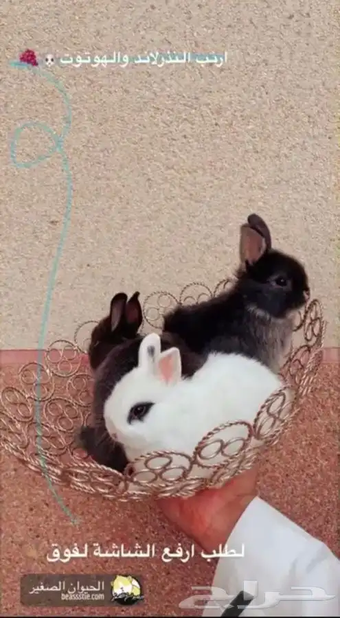 ارانب الانقورا متوفر تمارا 1