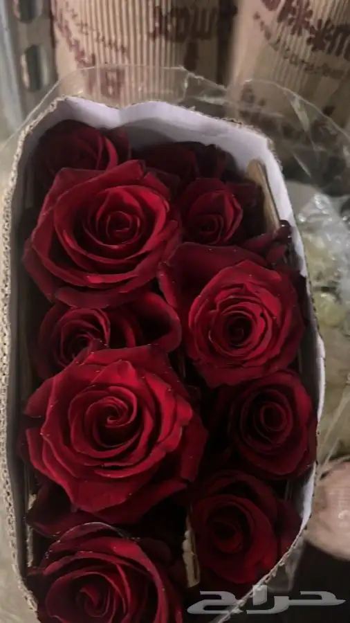 ورد جمله الشرقية 7