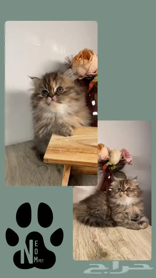 قطط صغيره كيتن بيكي فيس شيرازي سكوتش فولد هملايا بسه قطه قط 4
