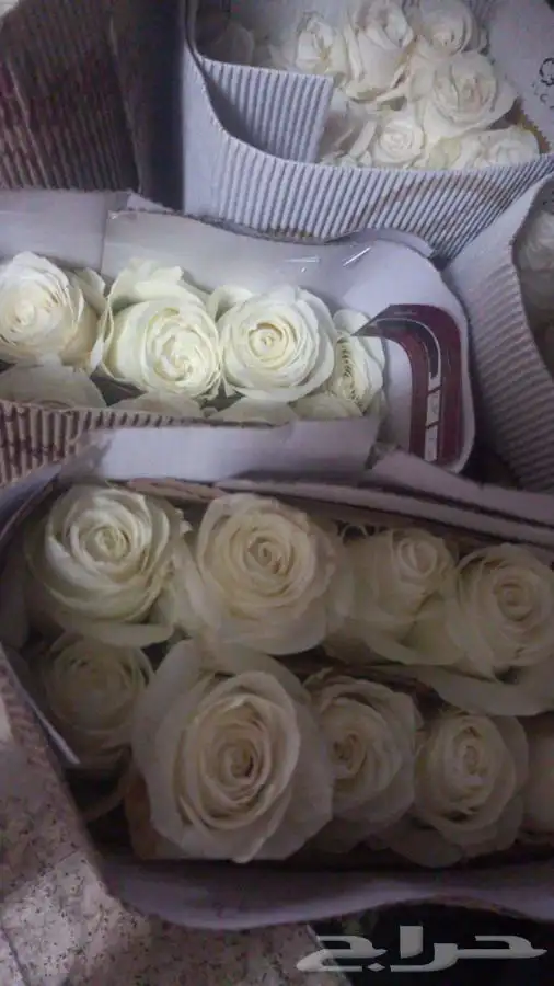 ورد جمله الشرقية 6