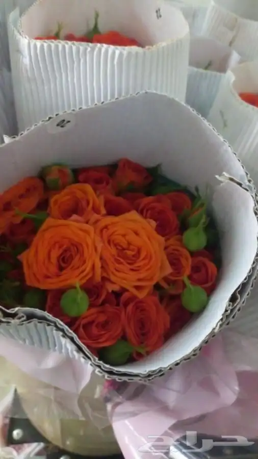 ورد جمله الشرقية 11